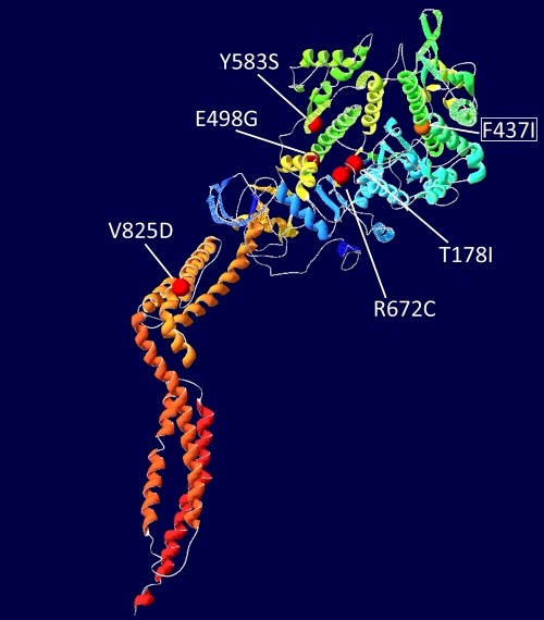 【佳学基因检测】采用外显子测序基因检测明确关节弯曲是一种AMCD1遗传病